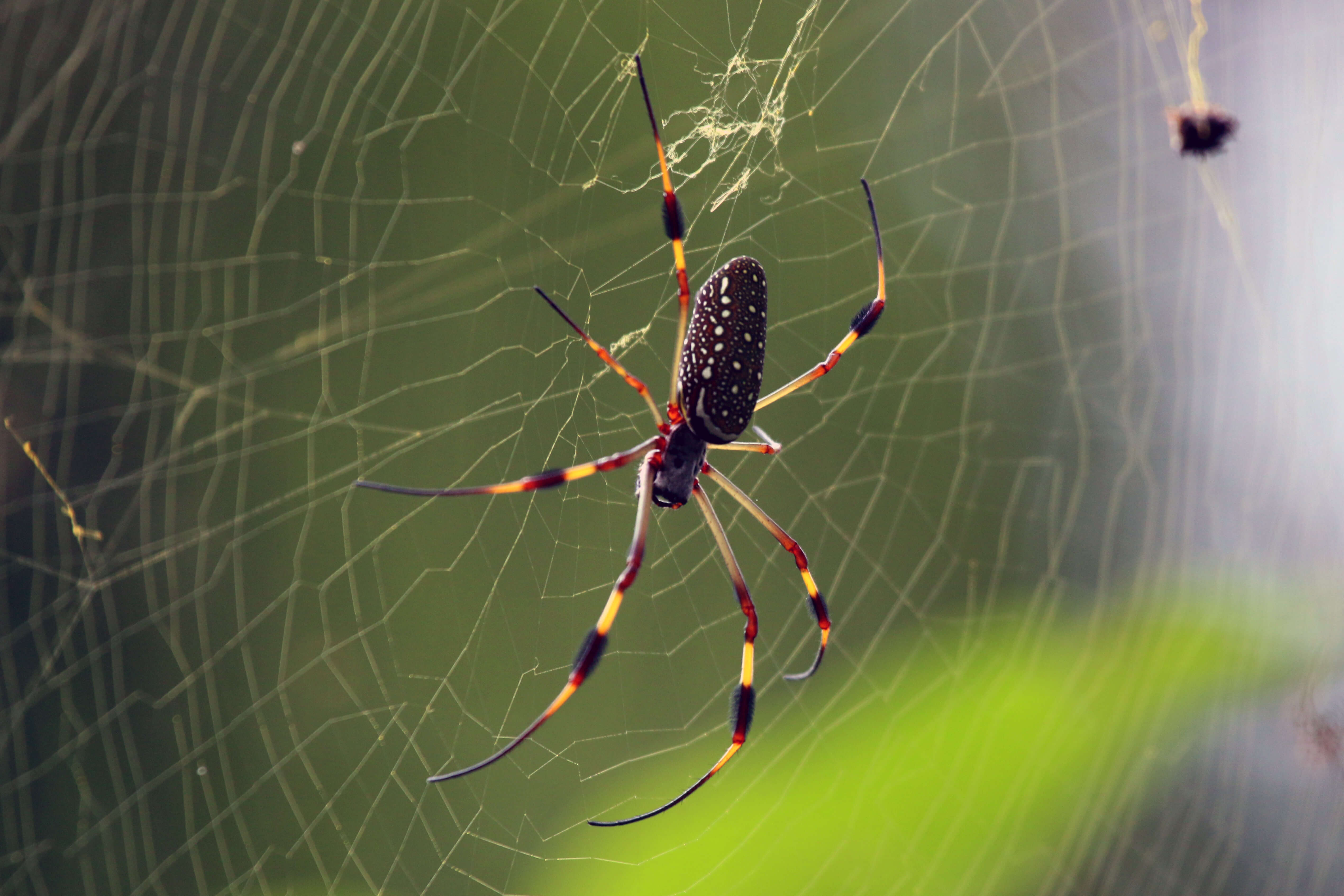 Large female Golden Silk Orb-Weaver showing impressive leg span and golden silk web